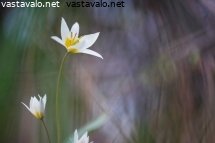 kaapiotulppaani