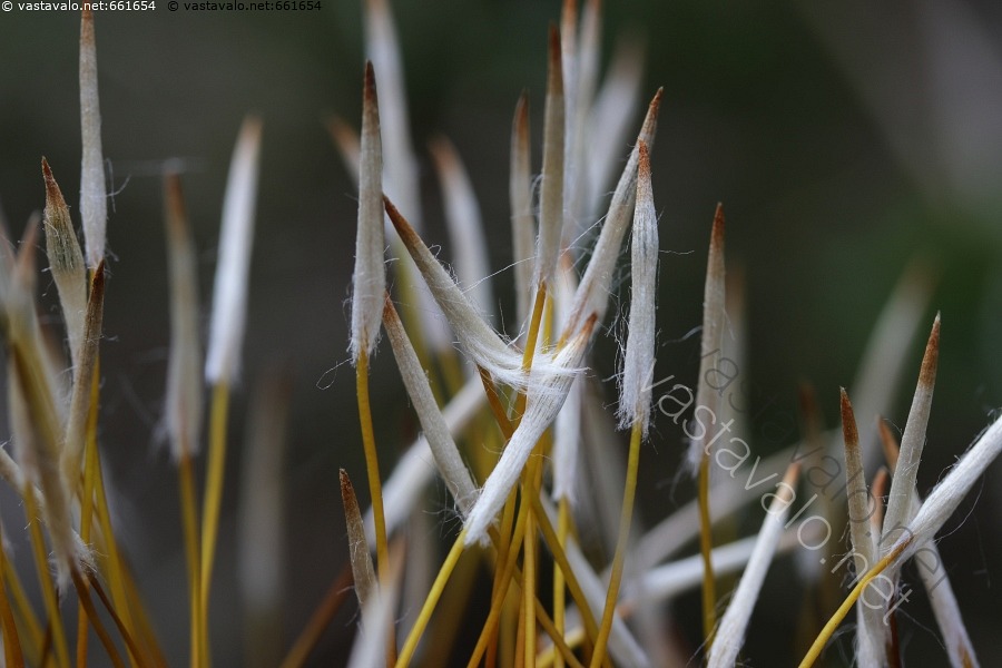 kuva-karhunsammal-kasvi-sammal-karhunsammal-polytrichum-lehtisammal