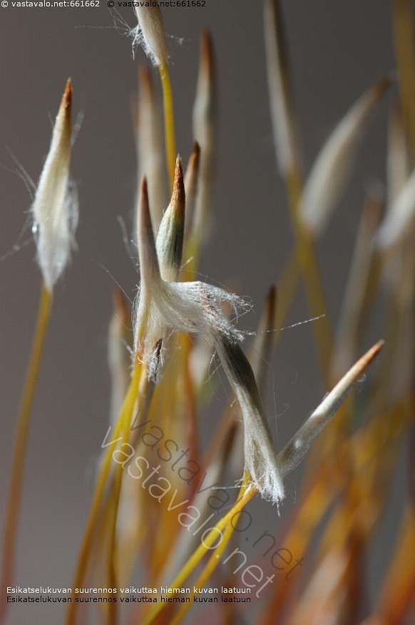 kuva-karhunsammal-kasvi-pieni-lehtisammal-karhunsammal-polytrichum