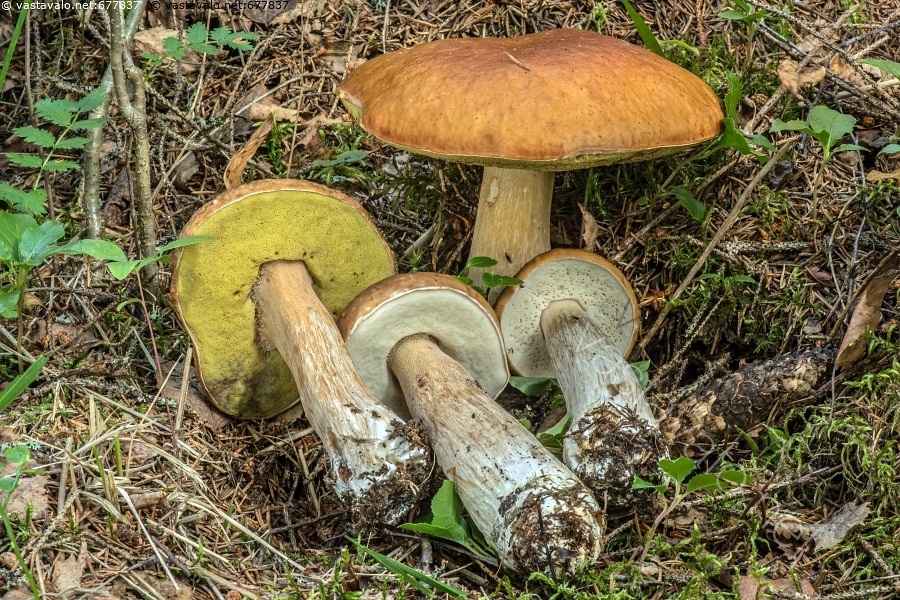 kuva-herkkutatti-boletus-edulis-sieni-tatti-kantasieni-iti-em-malto