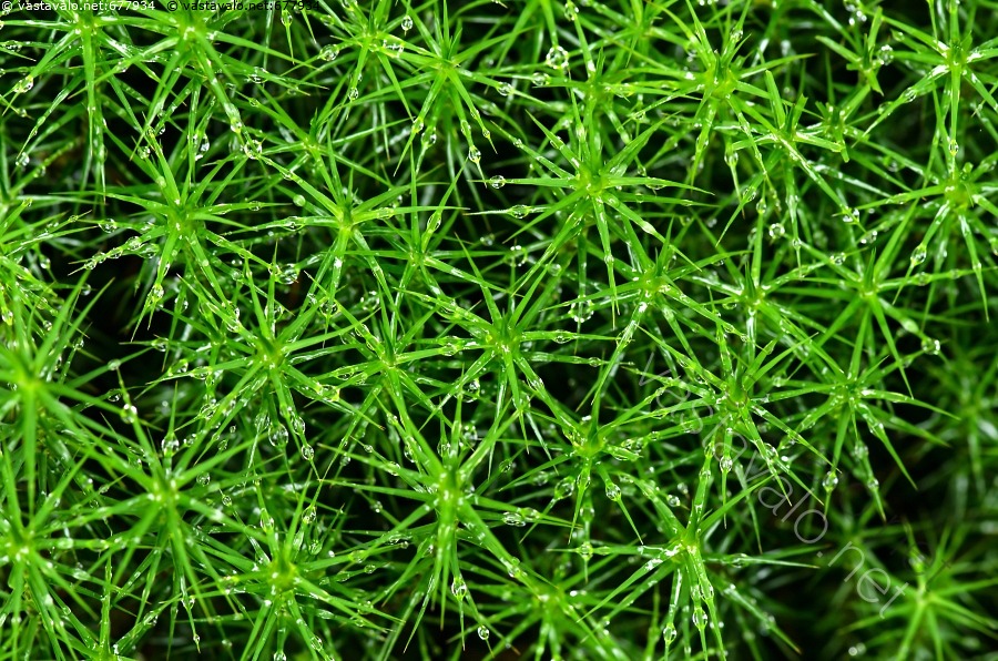 kuva-karhunsammal-ja-kastepisaroita-polytrichum-kasvi-iti-kasvi