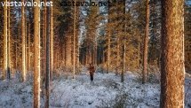alkutalven-jahtiaamu