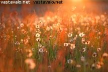 u8y0-kukkaniityn-punertava-valo.jpg