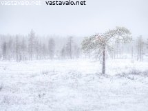 suon-talvitaikaa
