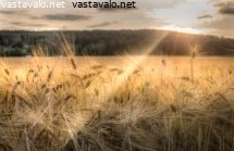 elokuinen-ohrapelto