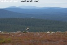 kapustarinta-tunturin-reunalla