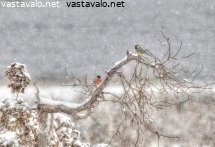 tirpat-tuiskussa