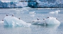 kajavat-jaatikon-edessa