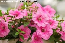 kaunis-vaaleanpunainen-amppelipetunia