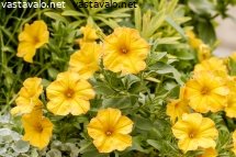 kullankeltainen-kesapetunia