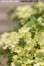 verbena-kukkii