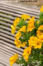 kullankeltainen-kesapetunia