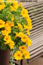 kullankeltainen-kesapetunia