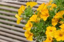 kullankeltainen-kesapetunia