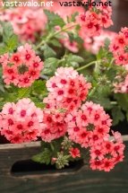 kaunis-kesainen-verbena