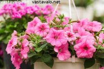 kaunis-amppelipetunia