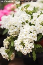 valkoinen-verbena-kukassa