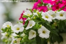 kaunis-amppelipetunia