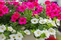 kaunis-amppelipetunia