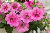 kaunis-vaaleanpunainen-amppelipetunia