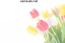 tulppaaneja