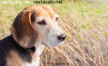 beagle