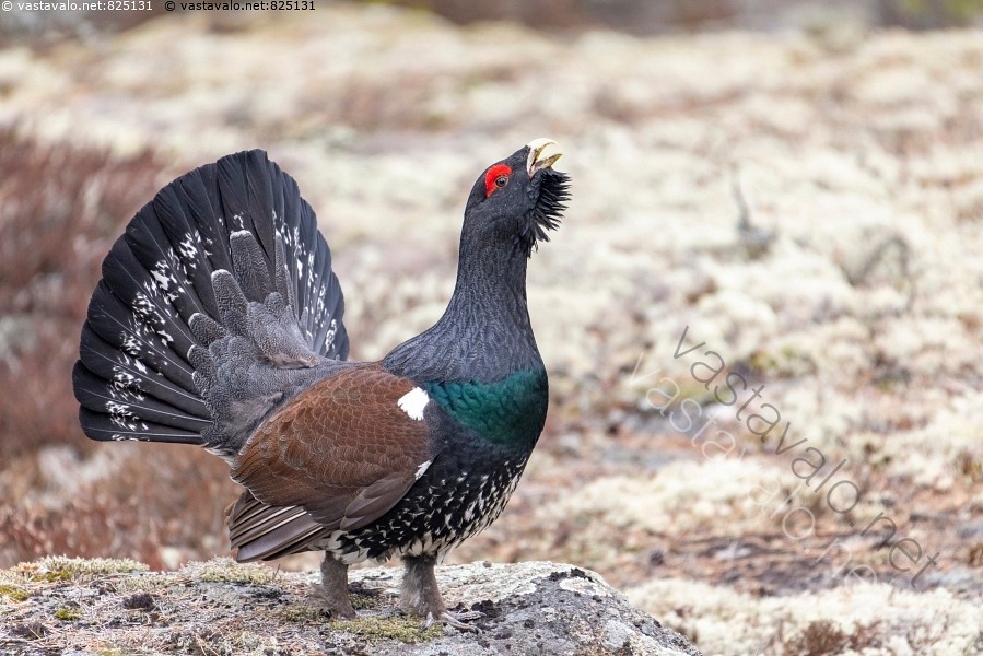 kuva-metso-kev-tsoitimella-tetrao-urogallus-ukkometso-lintu-linnut