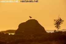 aamun-valoissa