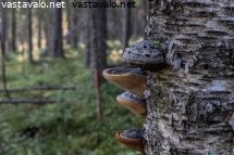 luonnontilaista-metsaa