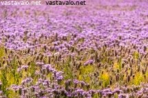 purppurapelto