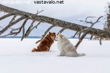 lepohetki-lenkilla