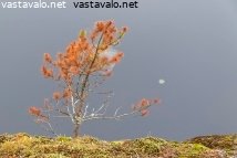 kuolettavasti-punastunut