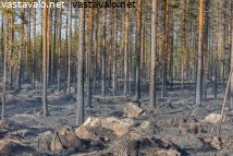 maastopalon-jaljet-metsassa