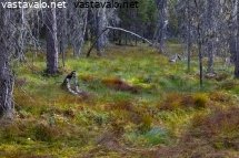ystavyyden-puiston-todellisia-salomaita