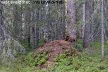 ystavyyden-puiston-todellisia-salomaita