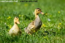 hakutulokset-ankanpoikanen-kuvapankki-kuvatoimisto-vastavalo