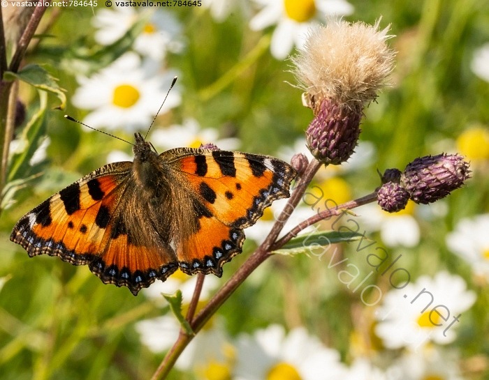 Kuva Nokkosperhonen Nokkosperhonen Aglais Urticae P iv perhonen kuva-nokkosperhonen-nokkosperhonen-aglais-urticae-p-iv-perhonen