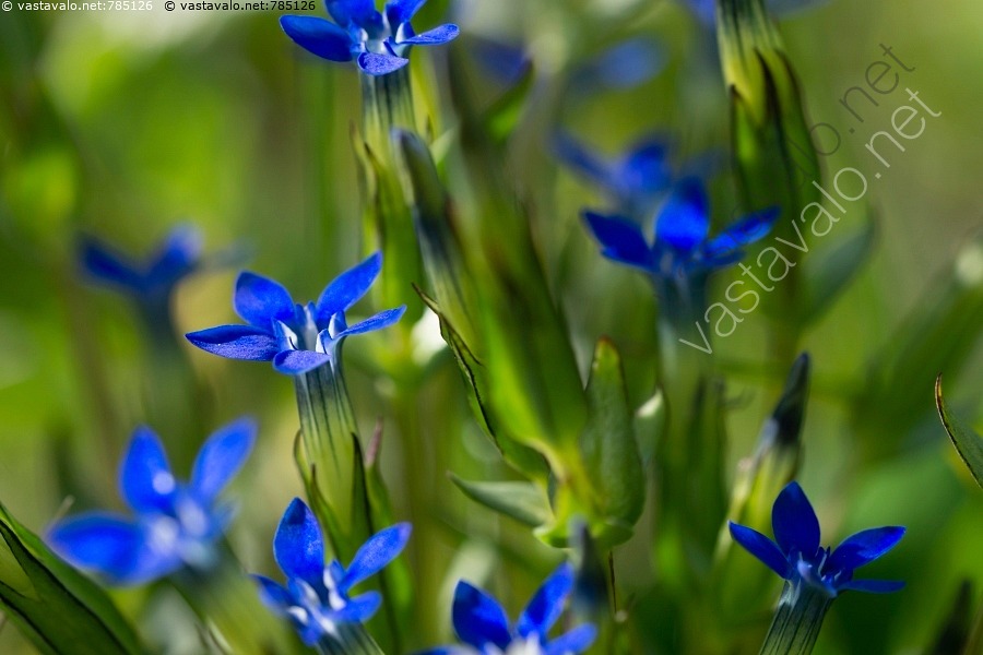 Kuva Tunturikatkero Gentiana Nivalis Sininen Pieni Kukka Siniset Kukat Kuvapankki Kuvatoimisto Vastavalo Net