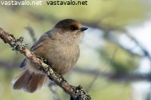 onnenlintu