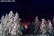 lumiset-kuuset