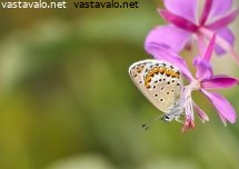 ketosinisiipi