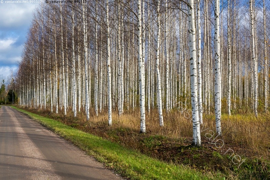 Kuva: Koivikko - koivu Betula koivikko lehtipuu puu puut metsä runko ...