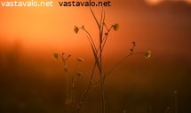 aamun-varit