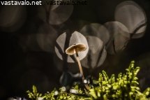 sieni