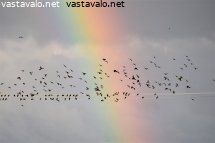 sateenkaari
