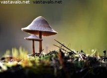 lahopuun-sienet