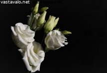onnittelut