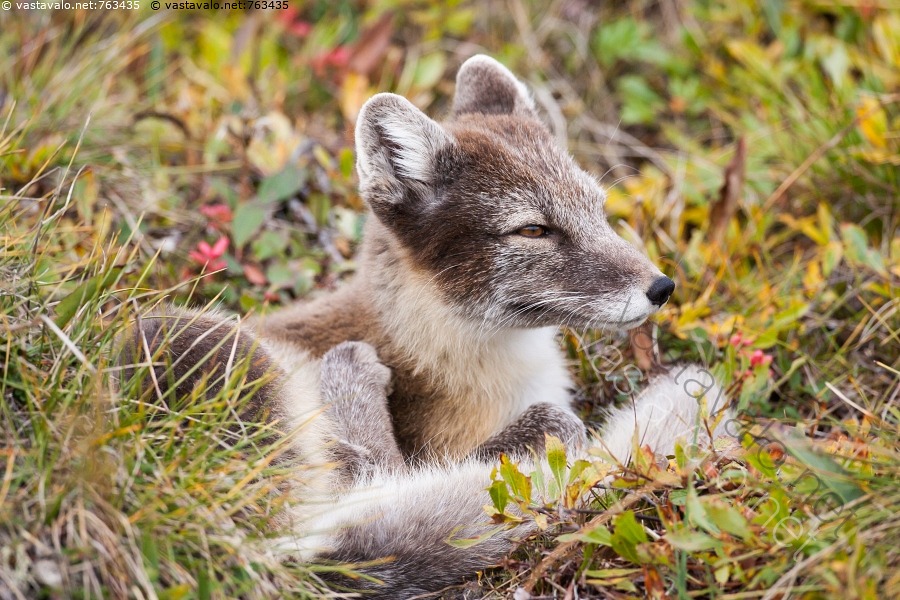 kuva-naali-tundralla-naali-napakettu-vulpes-lagopus-alopex-tundra