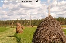 heinasuovat