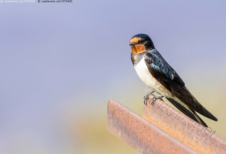 Kuva Haarap sky Katselee Haarap sky Hirundo Rustica P sky kuva-haarap-sky-katselee-haarap-sky-hirundo-rustica-p-sky